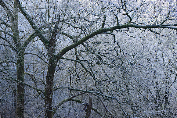 WINTER WOODLAND - ICE WORLD MSP010155
