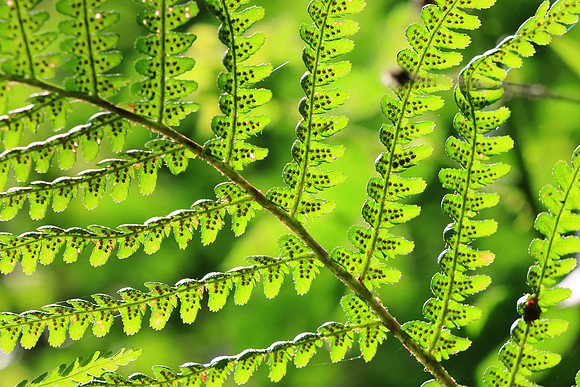 FERNS MSP010098