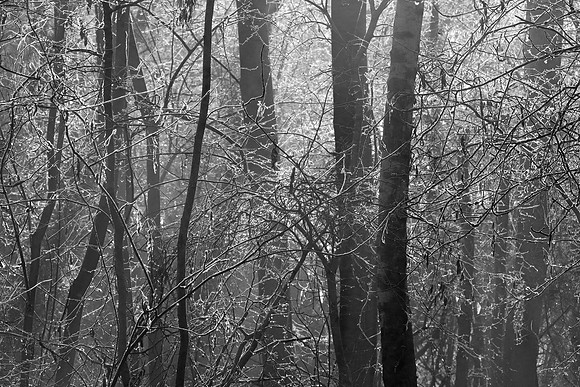 WINTER WOODLAND - SHADES OF LIGHT BW MSP010172