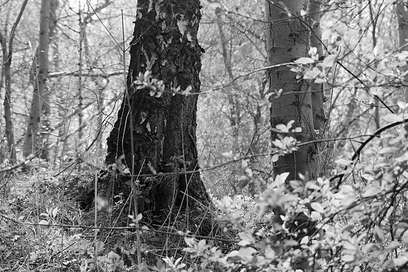 SPRING WOODLAND BW MSP010179