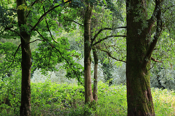 SUMMER WOODLAND MSP010093