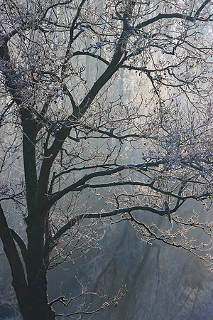 WINTER WOODLAND MSP010125