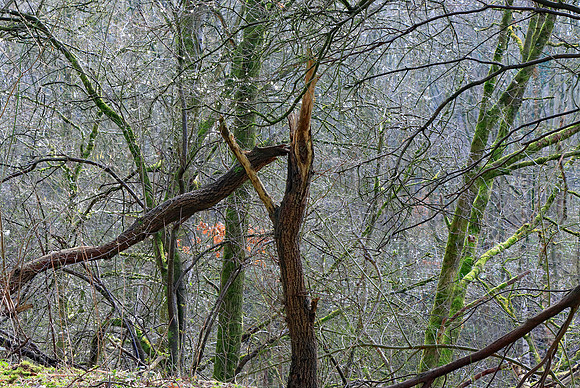 SPRING WOODLAND - HINTS OF SPRING MSP010193