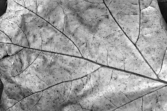 TRANSITION MSP010106