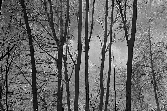WINTER WOODLAND - BW MSP010120