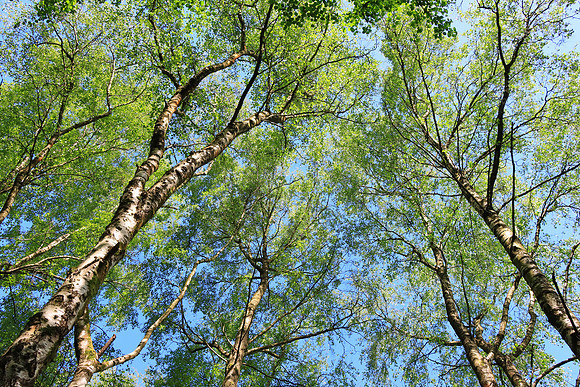 SPRING WOODLAND - SPRING IS IN THE AIR MSP010201