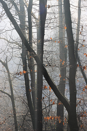 WINTER WOODLAND MSP010147