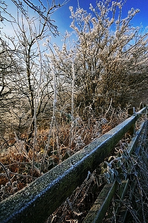 WINTER FROST MSP0000420