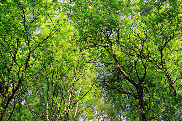 SUMMER WOODLAND MSP010085