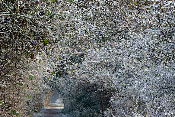 A WINTERS TALE MSP010141