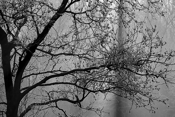 WINTER WOODLAND MSP010122
