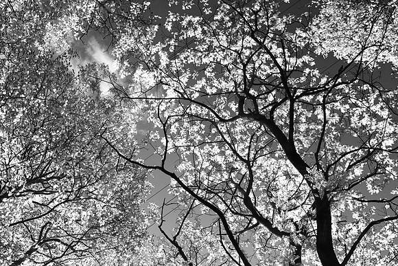 SPRING WOODLAND INFRARED MSP010218