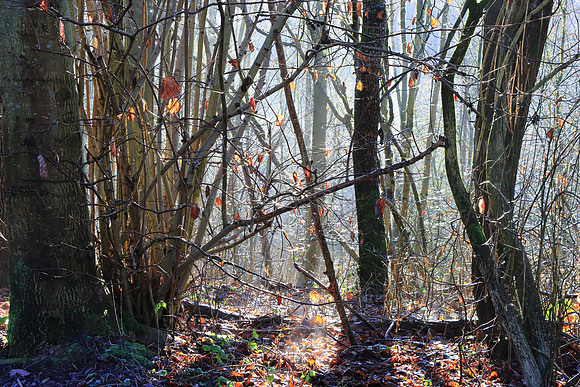 WINTER WOODLAND MSP010109