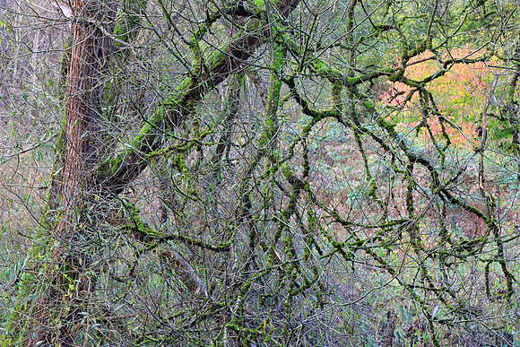AUTUMN WOODLAND MSP010229
