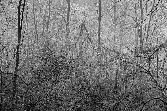 WINTER WOODLAND - HIDDEN SECRETS BW MSP010170