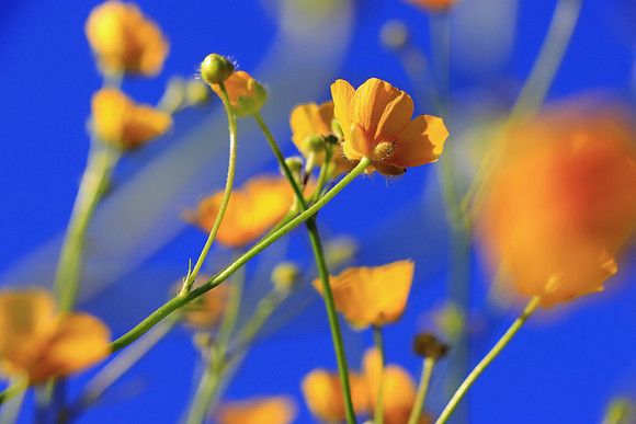 BUTTERCUPS ARE GOLD MSP010086