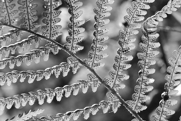 FERNS MSP010099