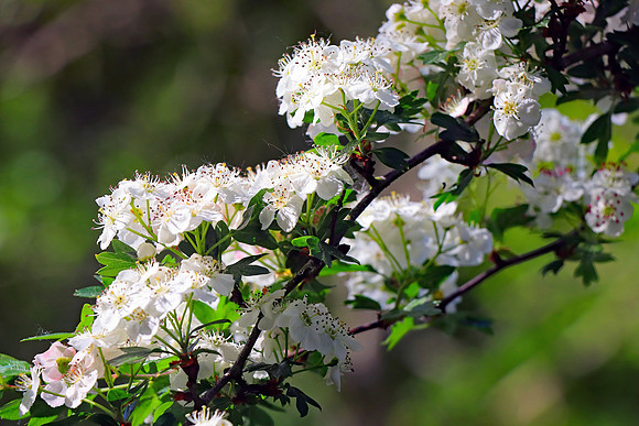 HAWTHORN BLOSSOM MSP010220