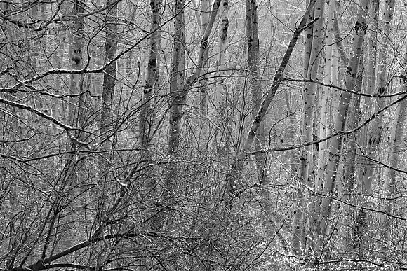 SPRING WOODLAND - HINTS OF SPRING - BW MSP010191