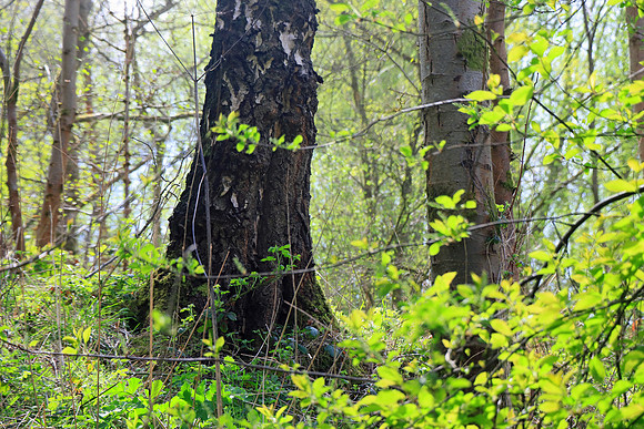 SPRING WOODLAND MSP010178