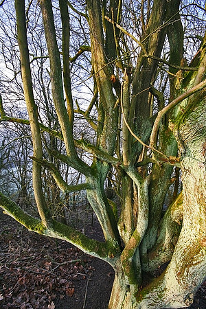 TWISTED TREE MSP0000415