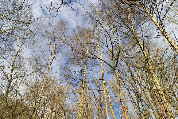 SPRING WOODLAND - SILVER BIRCH TREES MSP010176