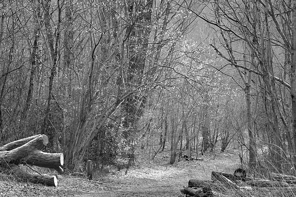HINTS OF SPRING BW MSP010168