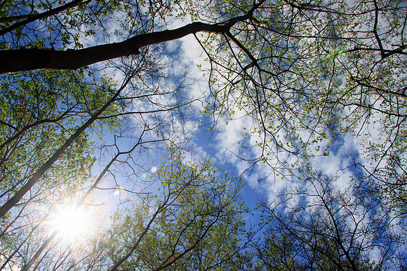SPRING WOODLAND - SPRING IS IN THE AIR MSP010197