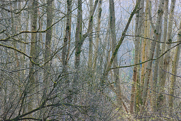 SPRING WOODLAND - HINTS OF SPRING MSP010183
