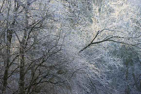 WINTER WOODLAND - FROZEN MSP010138