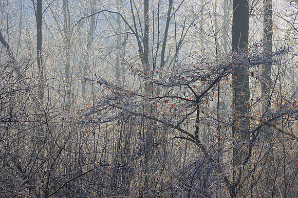 WINTER WOODLAND - ICE COLD MSP010173