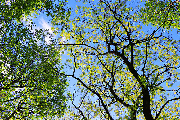 SPRING WOODLAND MSP010217