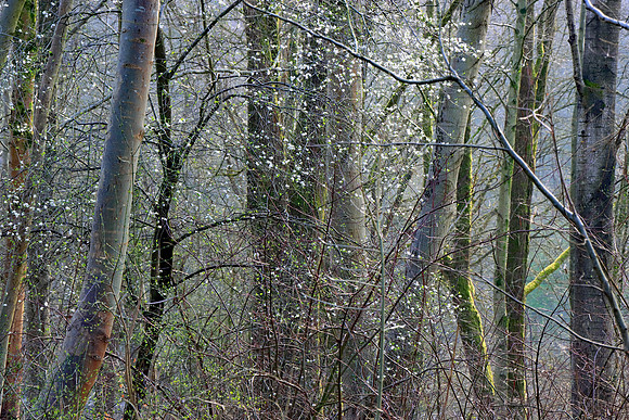 SPRING WOODLAND - HINTS OF SPRING MSP010181