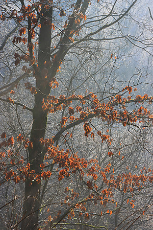 WINTER WOODLAND MSP010124