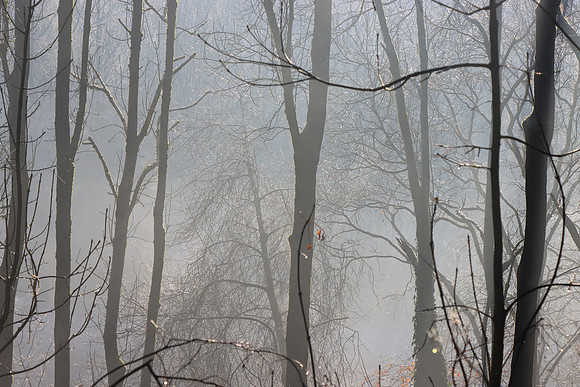 WINTER WOODLAND MSP010121