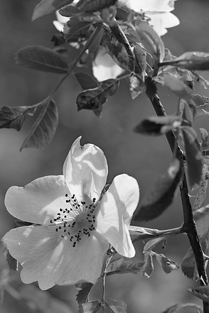 WILD ROSES - BW - MSP010208