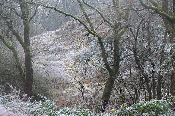 WINTER WOODLAND MSP010108