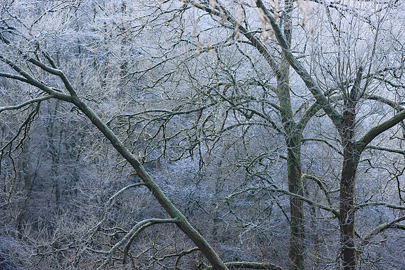 WINTER WOODLAND - ICE WORLD MSP010154