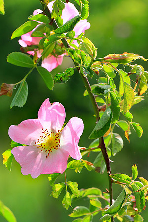 WILD ROSES MSP010205