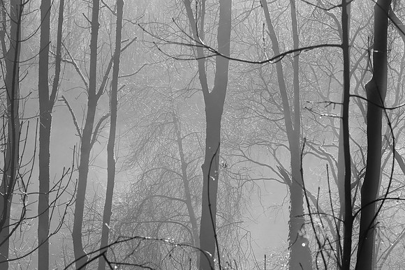 WINTER WOODLAND - BW MSP010132