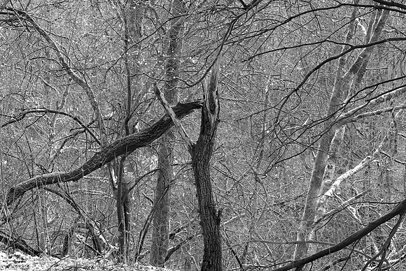 SPRING WOODLAND - HINTS OF SPRING - BW MSP010192