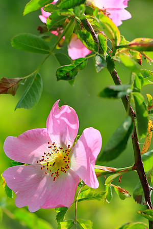 WILD ROSES MSP010206