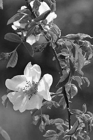 WILD ROSES - BW - MSP010207