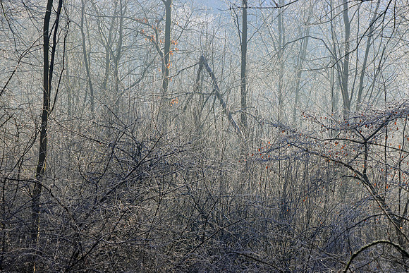 WINTER WOODLAND - HIDDEN SECRETS MSP010169