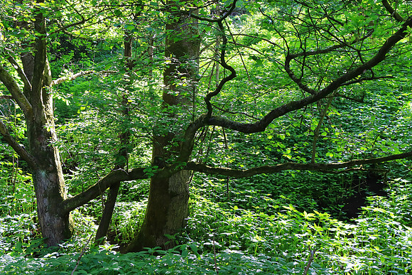 SPRING WOODLAND - BRANCHING OUT MSP010203