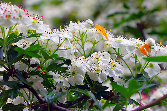 HAWTHORN BLOSSOM MSP010219