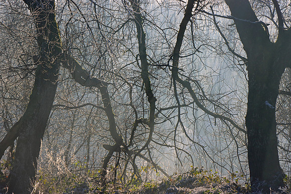 WINTER WOODLAND - THE SEARHERS MSP010126