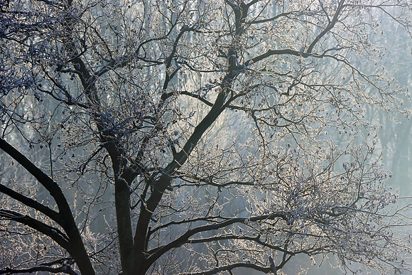 WINTER WOODLAND MSP010115
